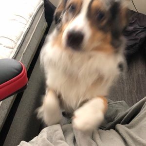 Meet your Posher, Reese